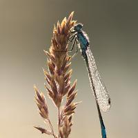 Blue-Tailed Damselfly 1 OLYMPUS DIGITAL CAMERA